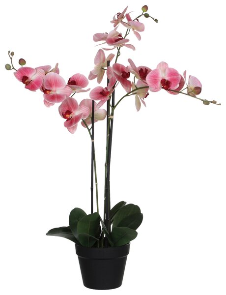 ORCHIDEA 79 cm - Kvety & kvetináče