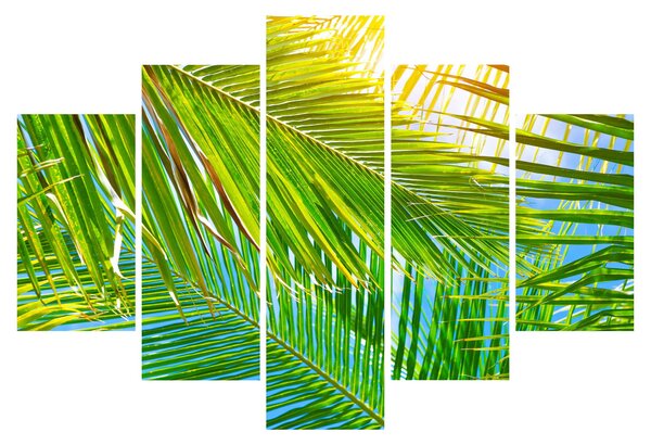 Obraz - Palmové listy (150x105 cm)