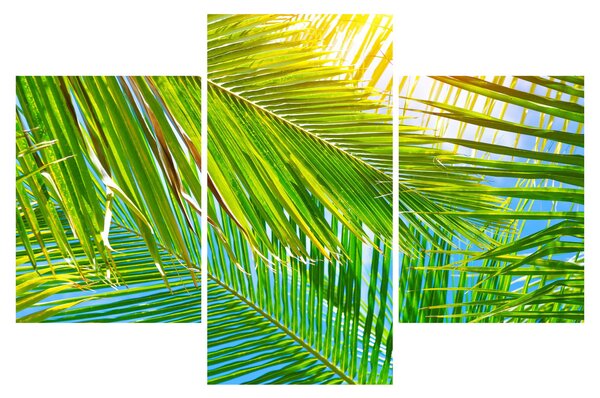 Obraz - Palmové listy (90x60 cm)