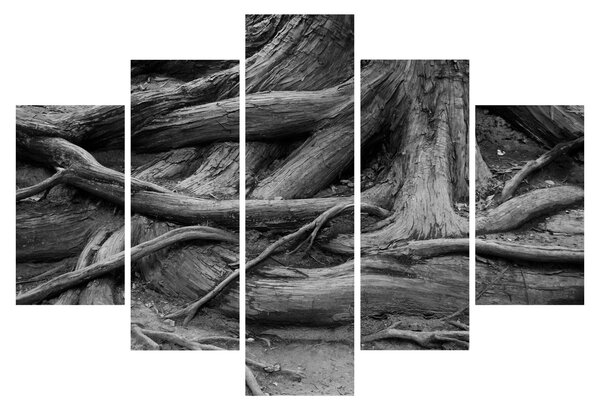 Obraz - Korene stromu (150x105 cm)