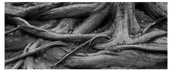 Obraz - Korene stromu (120x50 cm)