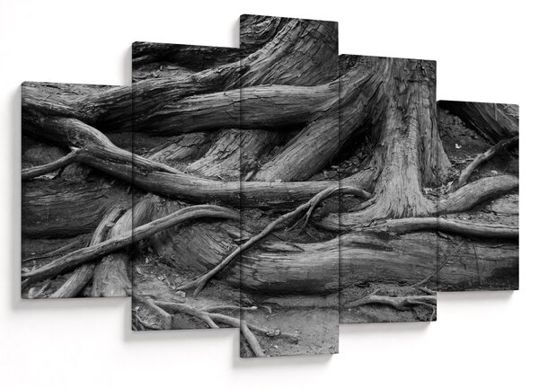 Obraz - Korene stromu (150x105 cm)