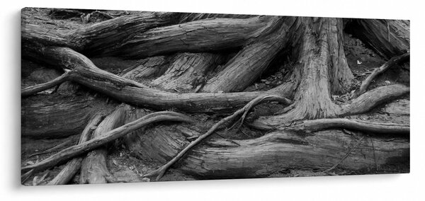 Obraz - Korene stromu (120x50 cm)