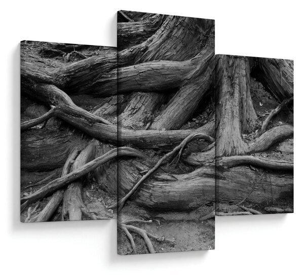 Obraz - Korene stromu (90x60 cm)