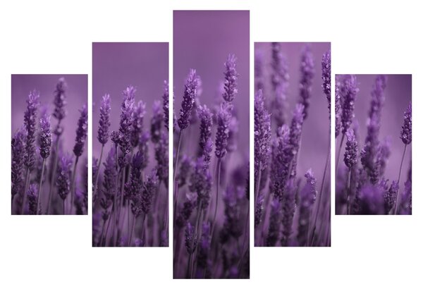 Obraz - Levanduľa (150x105 cm)