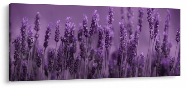 Obraz - Levanduľa (120x50 cm)