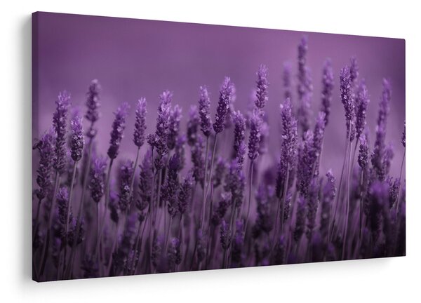 Obraz - Levanduľa (90x60 cm)