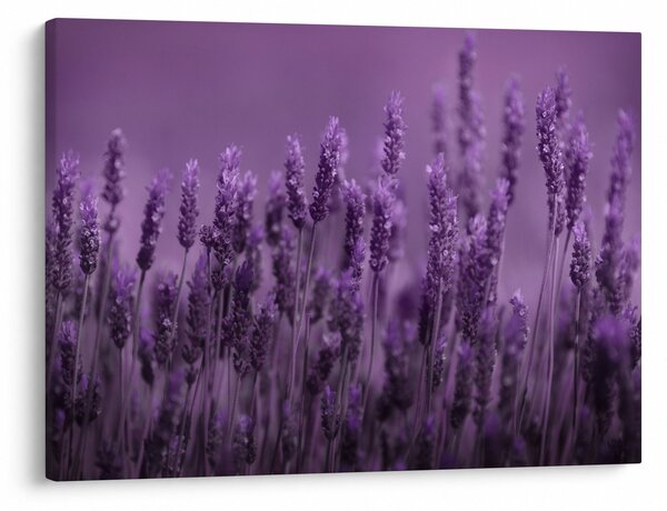 Obraz - Levanduľa (70x50 cm)