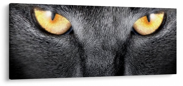 Obraz - Blízky portrét mačky (120x50 cm)