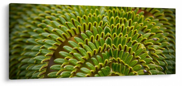 Obraz - Papraď (120x50 cm)
