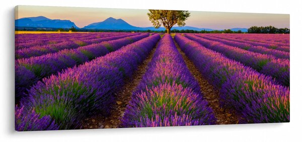 Obraz - Levanduľové pole (120x50 cm)