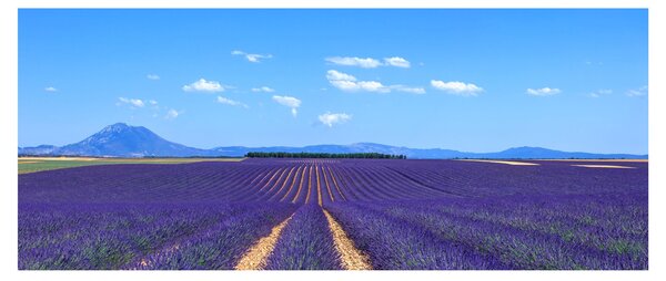 Obraz - Levanduľové pole (120x50 cm)