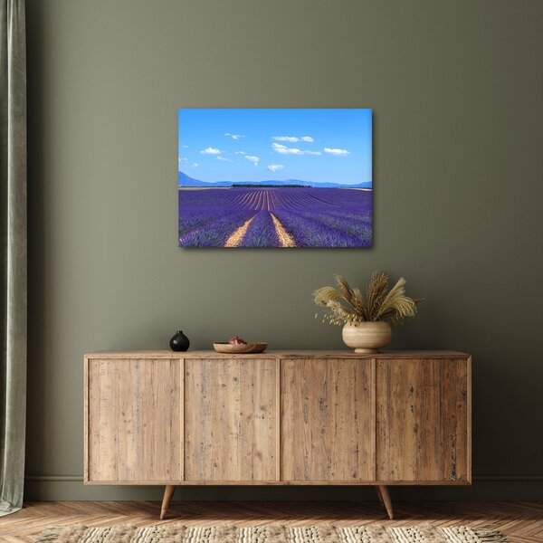 Obraz - Levanduľové pole (70x50 cm)