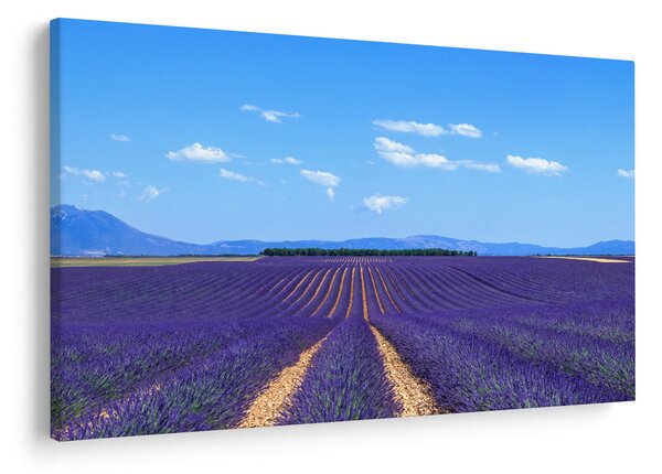 Obraz - Levanduľové pole (90x60 cm)