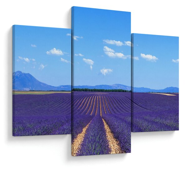 Obraz - Levanduľové pole (90x60 cm)