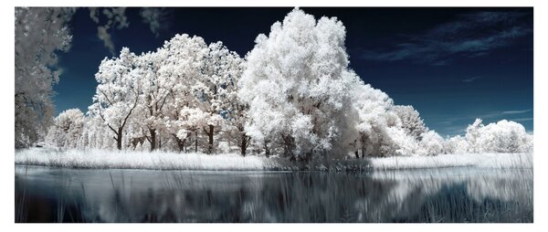 Obraz - Snehobiele stromy (120x50 cm)