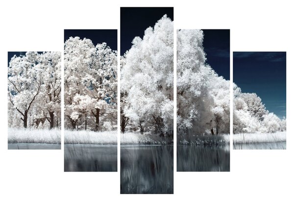 Obraz - Snehobiele stromy (150x105 cm)