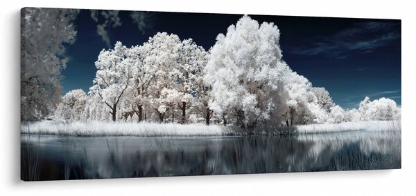 Obraz - Snehobiele stromy (120x50 cm)