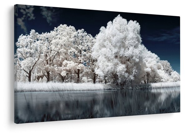 Obraz - Snehobiele stromy (90x60 cm)