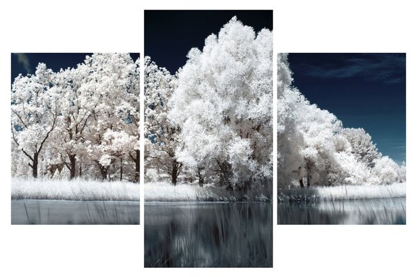 Obraz - Snehobiele stromy (90x60 cm)
