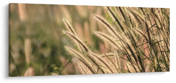 Obraz - Obilie (120x50 cm)