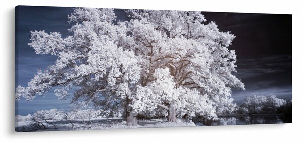 Obraz - Snehobiely strom (120x50 cm)