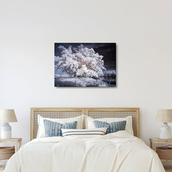 Obraz - Snehobiely strom (70x50 cm)