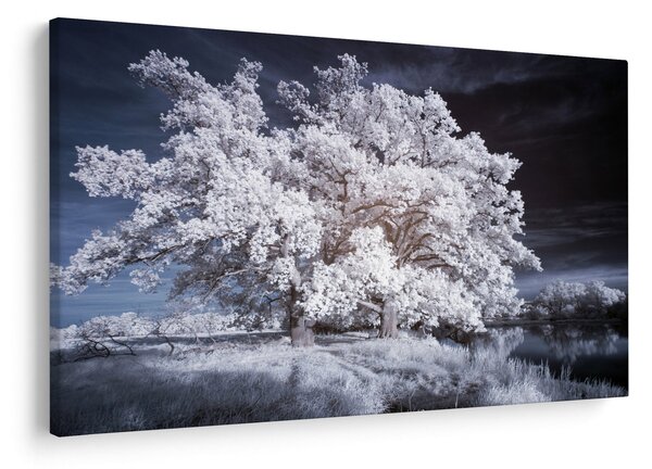 Obraz - Snehobiely strom (90x60 cm)