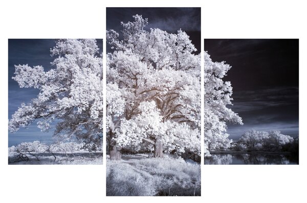 Obraz - Snehobiely strom (90x60 cm)