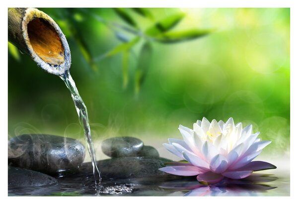 Obraz - Lotus (90x60 cm)