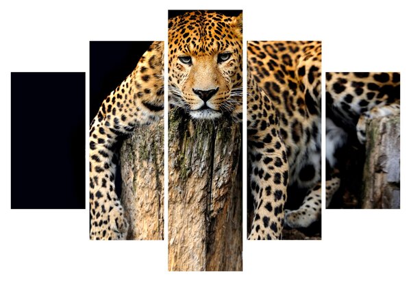 Obraz - Gepard (150x105 cm)