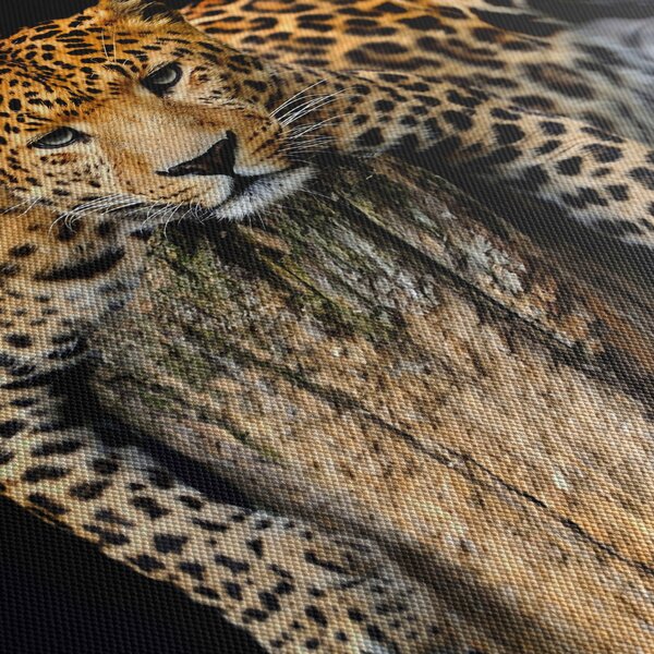 Obraz - Gepard (150x105 cm)