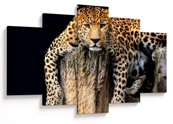Obraz - Gepard (150x105 cm)