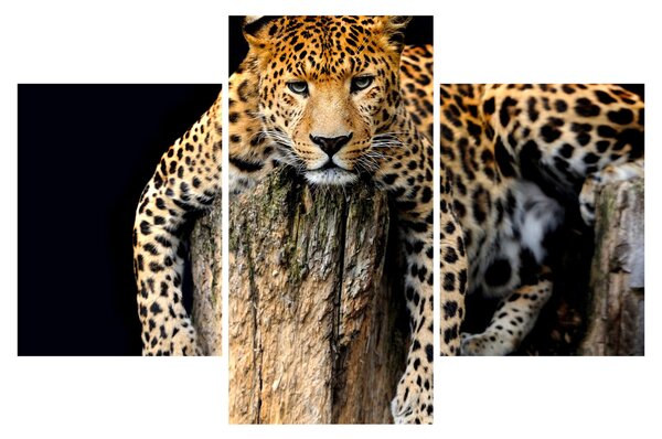 Obraz - Gepard (90x60 cm)