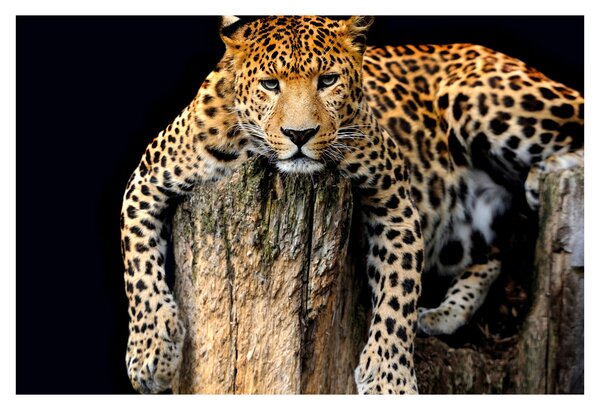 Obraz - Gepard (90x60 cm)