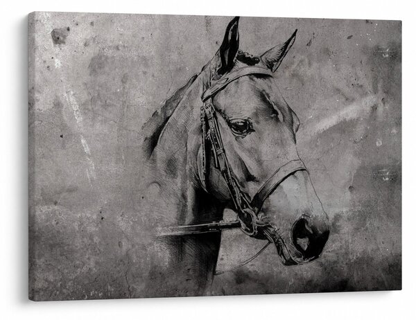 Obraz - Portrét koňa (70x50 cm)