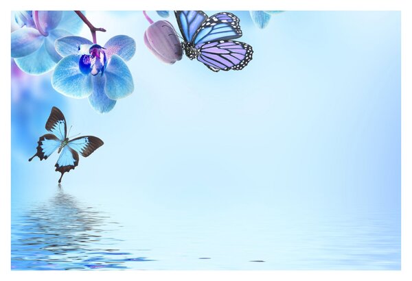 Obraz - Motýľ na kvetoch orchidey, modrý (90x60 cm)