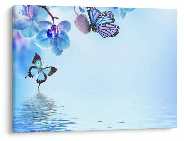 Obraz - Motýľ na kvetoch orchidey, modrý (70x50 cm)
