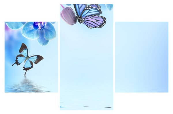 Obraz - Motýľ na kvetoch orchidey, modrý (90x60 cm)
