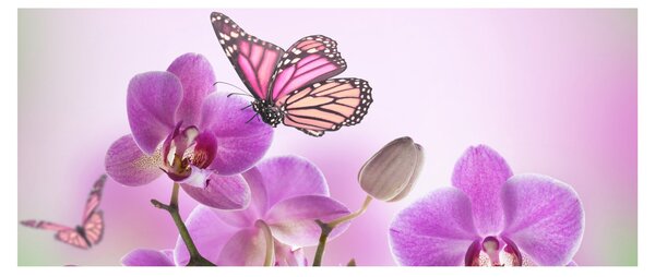 Obraz - Motýľ na kvetoch orchidey, lila (120x50 cm)