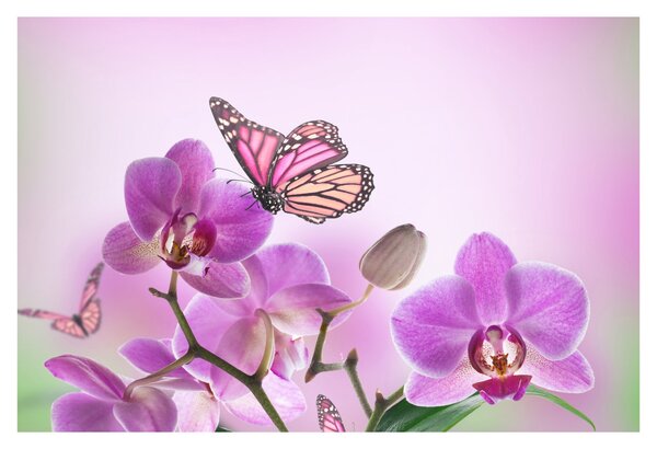 Obraz - Motýľ na kvetoch orchidey, lila (90x60 cm)