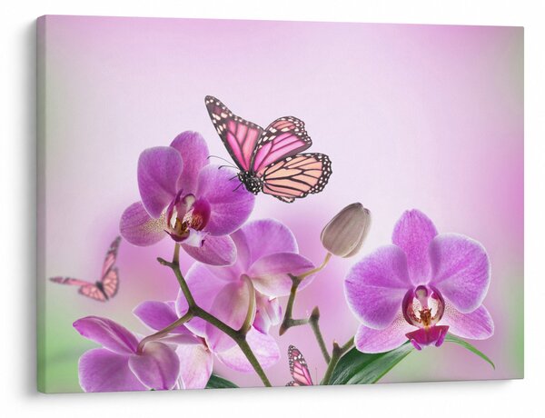Obraz - Motýľ na kvetoch orchidey, lila (70x50 cm)
