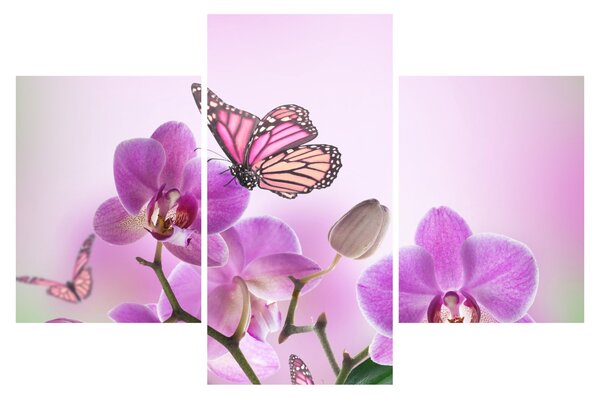 Obraz - Motýľ na kvetoch orchidey, lila (90x60 cm)