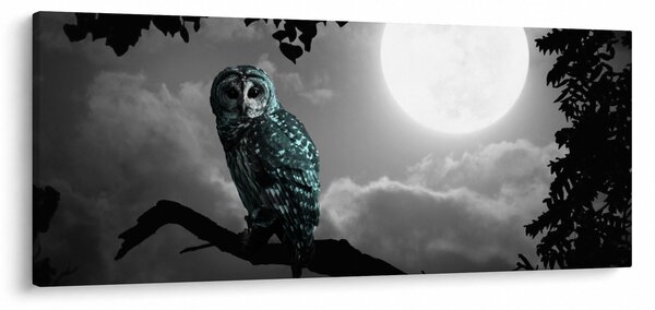 Obraz - Nočná sova, modrá (120x50 cm)