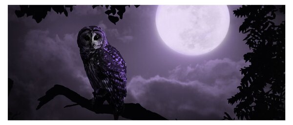 Obraz - Nočná sova, fialová (120x50 cm)