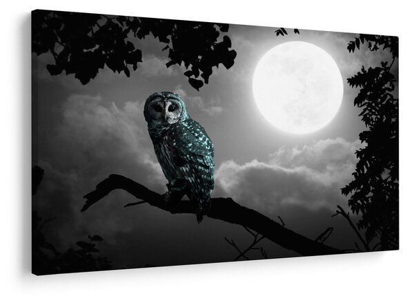 Obraz - Nočná sova, modrá (90x60 cm)