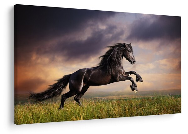 Obraz - Kone (90x60 cm)