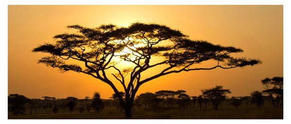 Obraz - Africká savana (120x50 cm)