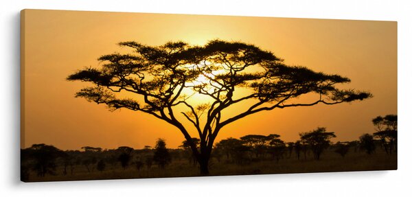 Obraz - Africká savana (120x50 cm)