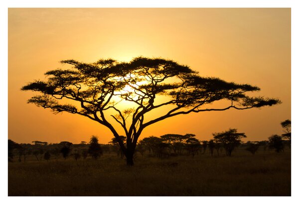 Obraz - Africká savana (90x60 cm)